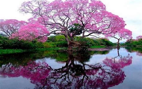 landscape photography flowers - Google Search | Beautiful nature, Beautiful tree, Beautiful ...