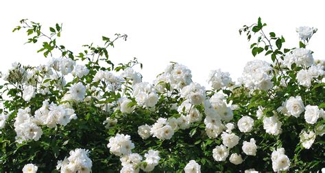 White Roses - White Rose Bush Png (1920x1286), Png Download