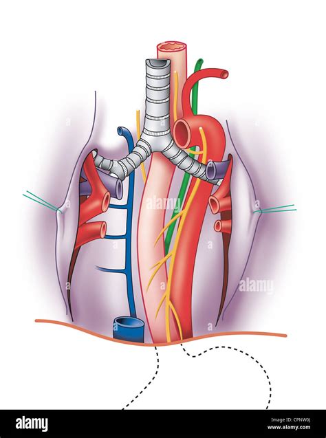 Esophagus Trachea Anatomy