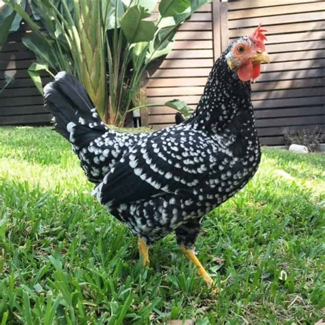 Ancona Chicken: Eggs, Height, Size and Raising Tips