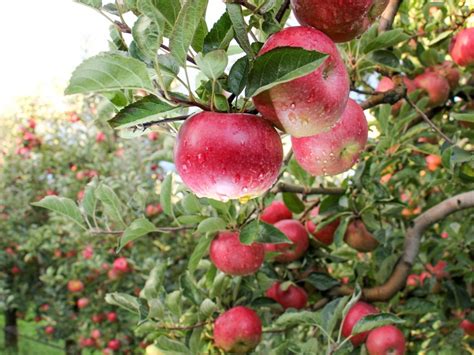 Top 10 Backyard Fruit Trees: What Are The Best Fruit Trees To Plant