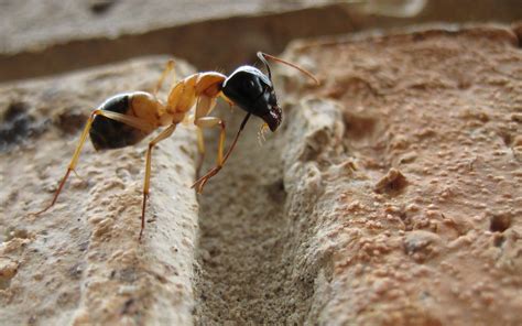 ants macro insect rock camponotus