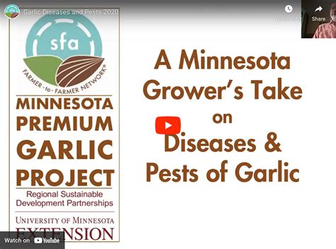 Garlic Diseases and Pests - Sustainable Farming Association