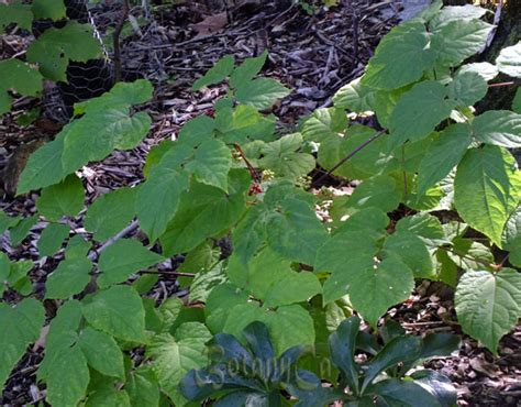 Aralia racemosa – Botanically Inclined – Seed Adventures