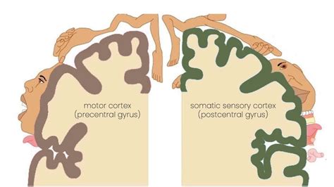 Proprioception and balance - Roots Health Clinic