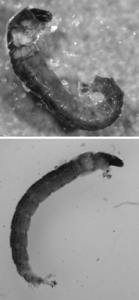 Upper : visibly wrinkled 4 th instar larva of Diamesa zernyi (Diptera:... | Download Scientific ...