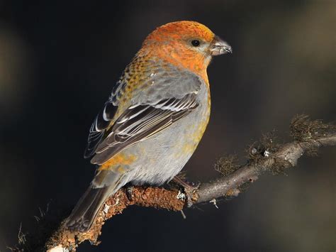 Pine Grosbeak | Celebrate Urban Birds