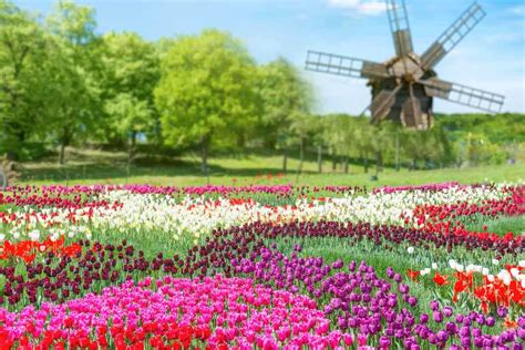 The 9 Best Things to Do in Amsterdam in May – Wandering Wheatleys