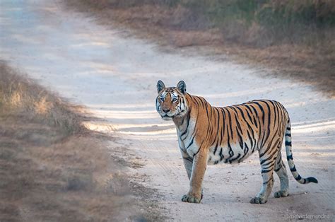 Pench Tiger Reserve - Wildusk