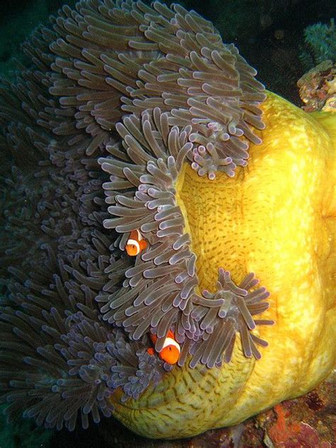 Clownfish & Anemone Host .. by Perry Aragon Underwater Creatures, Underwater Life, Ocean ...