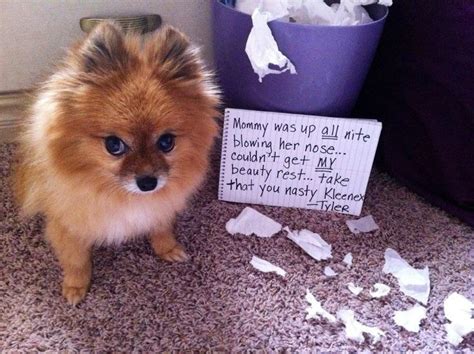 17 Funny Memes About Pomeranian