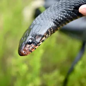 Eastern Indigo Snake - Facts, Diet, Habitat & Pictures on Animalia.bio