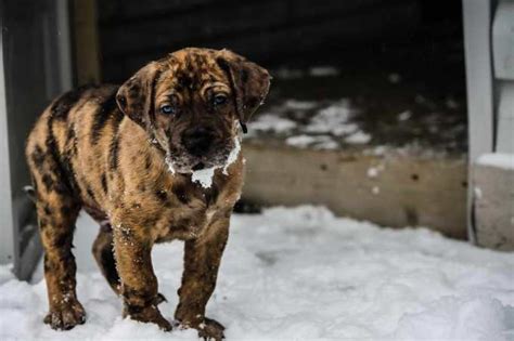 Great Dane Mastiff Mix Puppies For Sale | PETSIDI