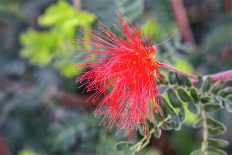 Baja Fairy Duster Photograph by Dawn Richards - Fine Art America