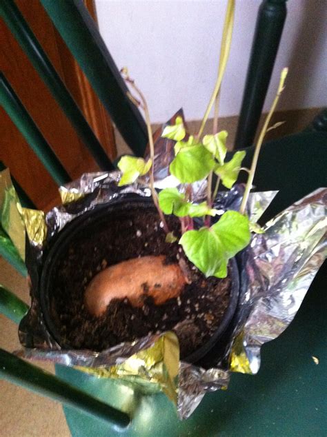 Sweet Potato Cultivation - General Gardening - Growing Fruit