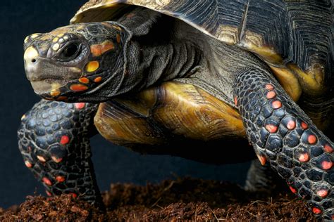 Red Footed Tortoise - Curacao ZOO - [Parke Tropikal]