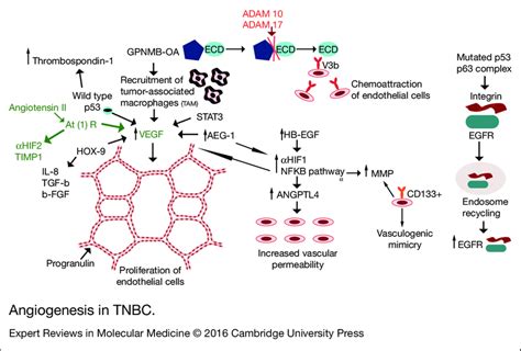 Angiogenesis in TNBC. Proliferation of endothelial cells is stimulated ...