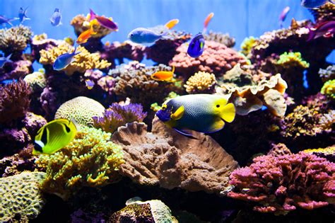 Saltwater Aquariums Glass Thickness and More