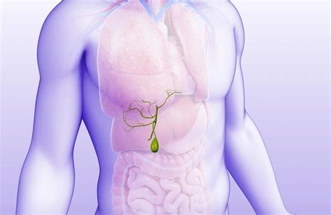 What Is the Gallbladder? | Gallbladder Function & Location