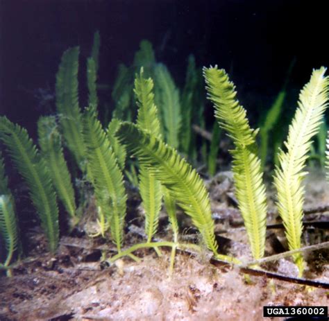 WISC - Washington Invasive Species Council