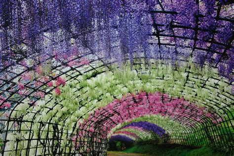 The Wisteria Flower Tunnel at Kawachi Fuji Garden - Japan