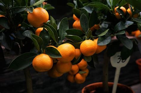 Dwarf Orange Tree: Grow and Care Guide - The Green Thumbler