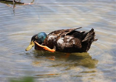 Do Ducks Carry Fleas?—Prevention and Solution for Ducks Fleas