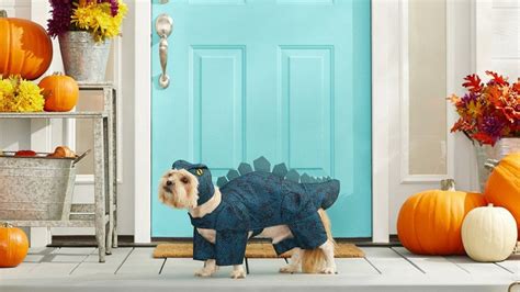 15 DIY Dog Costume Ideas For Your Puppy