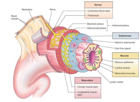 Gastrointestinal Tract Histology - USMLE Strike