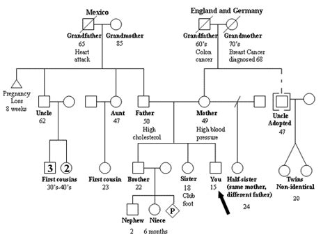 How to Draw Your Family Tree