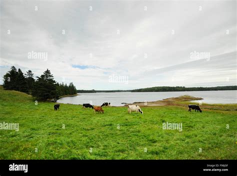 Daily life on an Organic Dairy Farm Stock Photo - Alamy