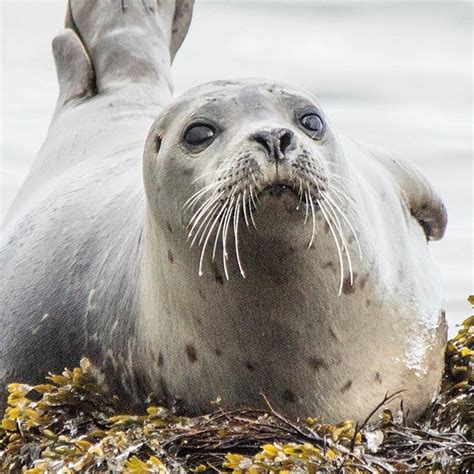 Harbor Seal | River Otter Ecology Project