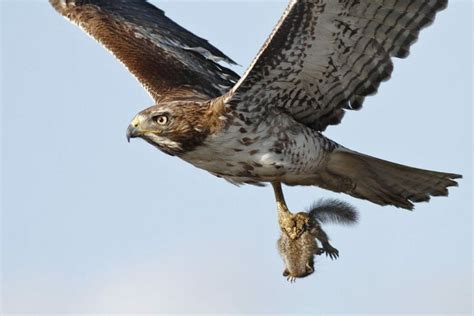 What Do Hawks Eat? [Learn The Hawks Varied Diet] - Birdwatching Buzz