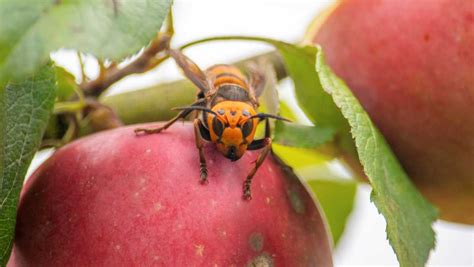 Officials find first 'murder hornet' nest in the US