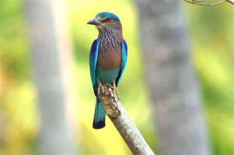 Neelkanth (Indian roller bird) - Indpaedia