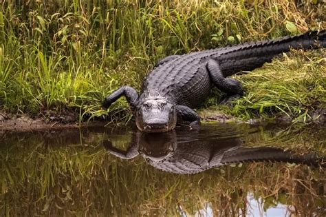 Alligators vs. Crocodiles: 10 Surprising Differences