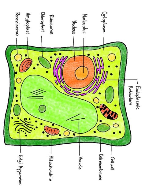 Plant Cell Drawing | Plant Cell, Cell Diagram, Plant Cell Drawing