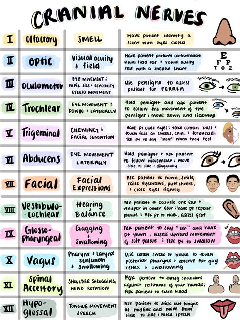 Cranial Nerves Cheat Sheet; Nursing Assessment; Anatomy and Physiology ...