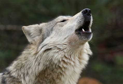 For the Love of the Lobo - Endangered Species Coalition