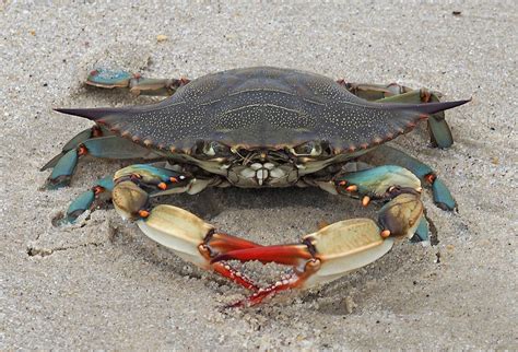 Maryland Biodiversity Project - Atlantic Blue Crab (Callinectes sapidus)