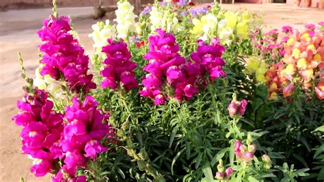 Snapdragon flowers, best for cut flowers - YouTube