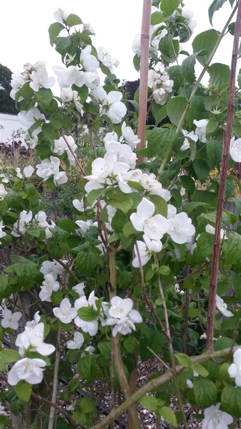 Mock Orange - Virginal - Wykeham Mature Plants