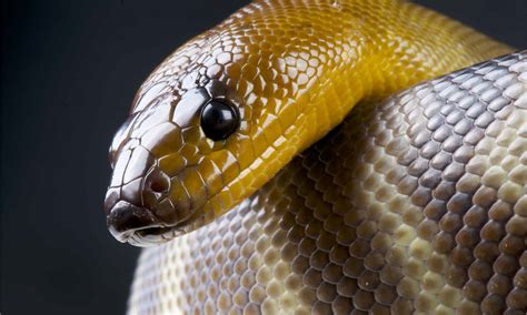 Woma Python - A-Z Animals