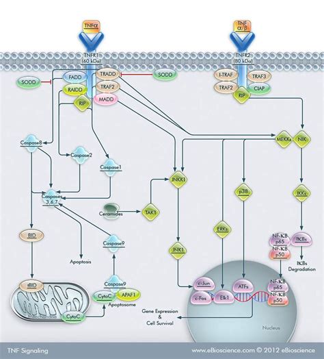 17 Best images about Signaling Pathways on Pinterest | Pathways, Technology and Growth factor