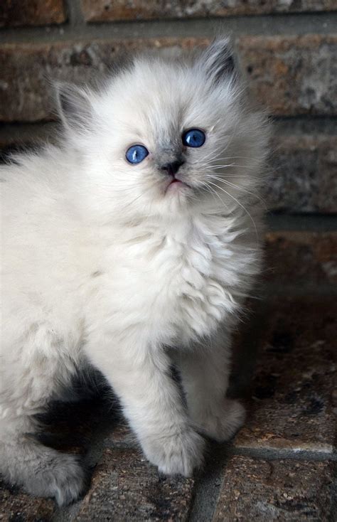 blue point ragdoll kitten Gato Ragdoll, Siamese Cats, Pretty Cats, Beautiful Cats, Blue Point ...