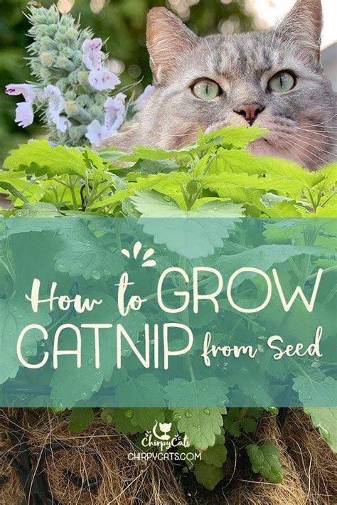 How to grow catnip and impress your kitties | Growing catnip, Catnip plant, Catnip