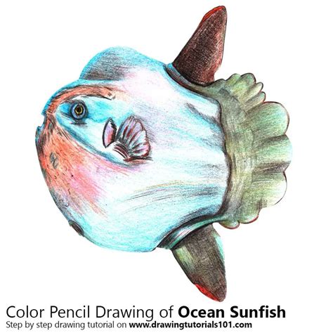 How to Draw a Ocean Sunfish (Fishes) Step by Step | DrawingTutorials101.com