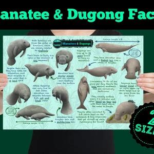 Manatees and Dugongs Educational Poster Animal Facts for Kids | Etsy