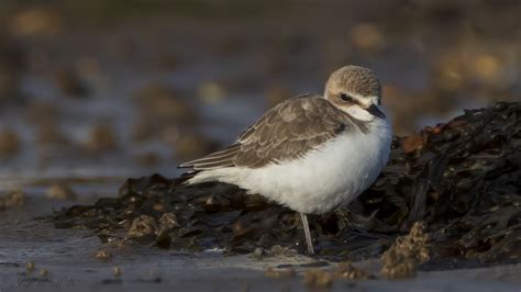 Kentish Plover by John Wall - BirdGuides