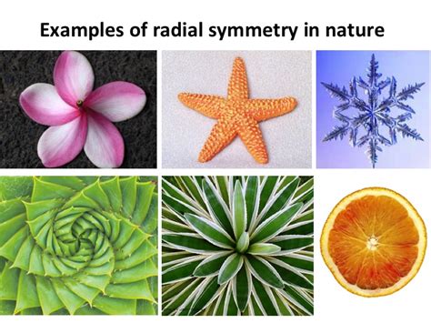 Art at Hosmer: Radial Symmetry Name Designs